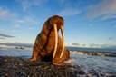 1-animal-winners-loosers-climate-change-s2048x1363-p.jpg
